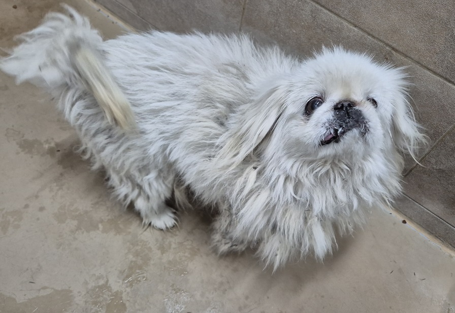 종료(반환) 페키니…